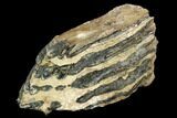 Partial Southern Mammoth Molar - Hungary #123671-2